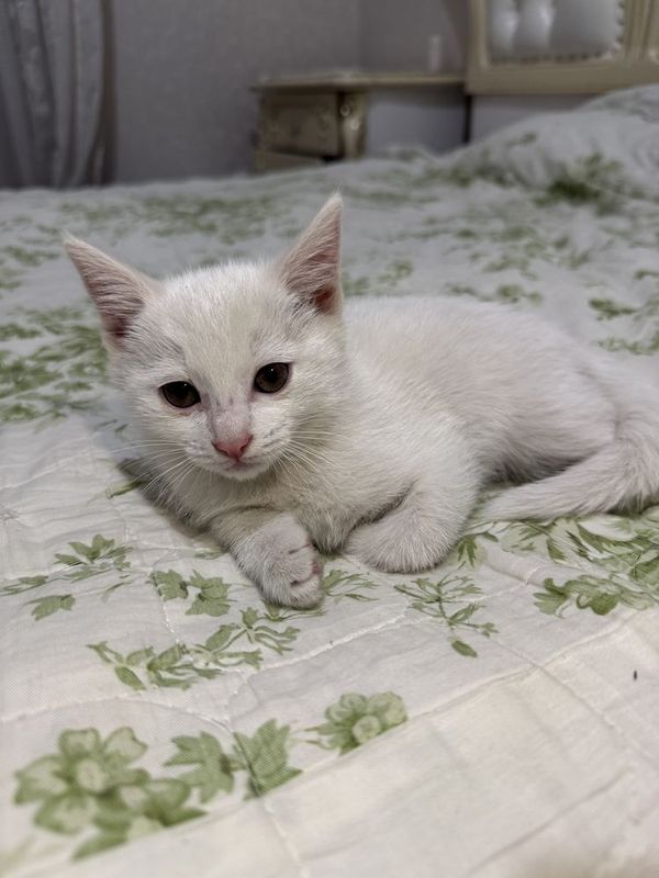Отдам котенка в хорошие руки Отдам котенка в хорошие руки