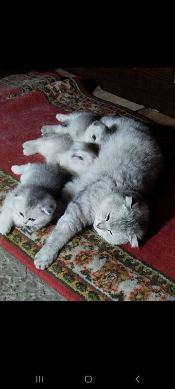 Кошки скоттиш страйт срочно!! Кошки скоттиш страйт срочно!!