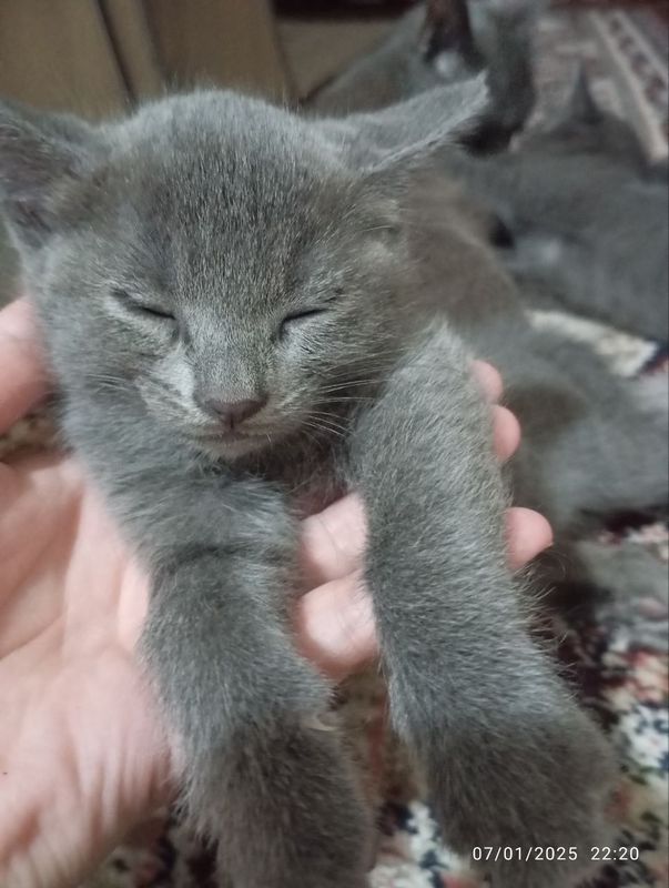 Maya va Pantera, jinsi qiz bola, 1yarim oylik,latok bilishadi