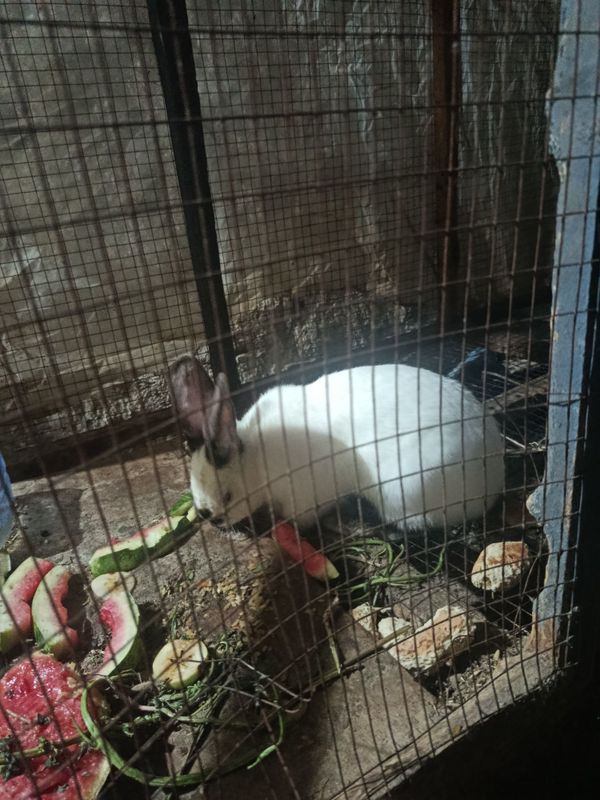 Quyon sotiladi erkak babochka Quyon sotiladi erkak babochka