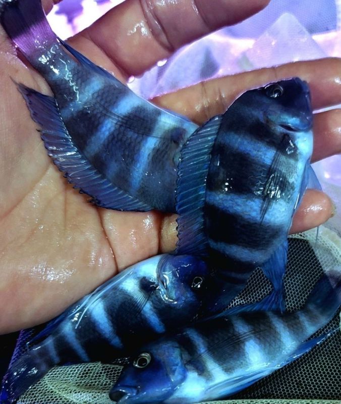 Продам мальков Cyphotilapia Gibberosa Blue Zaire Moba.