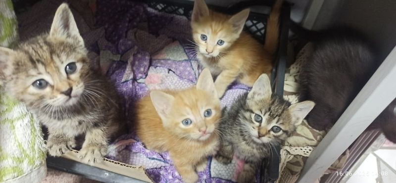 Котята! Пристраиваются в хорошие руки! Котята! Пристраиваются в хорошие руки!