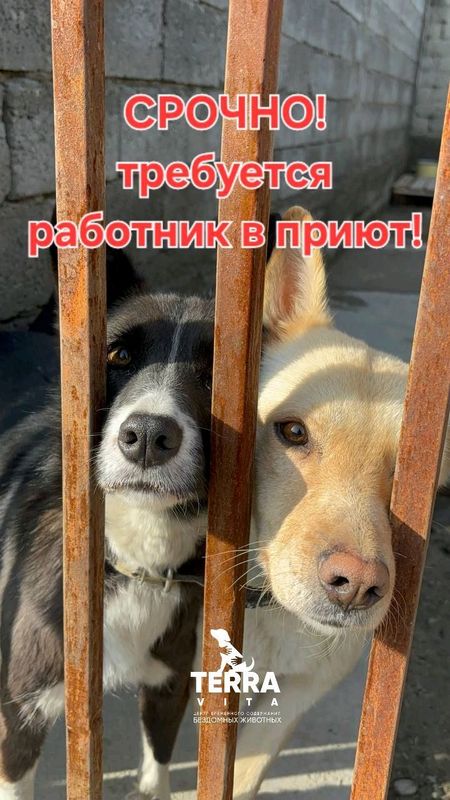 ищем рабочего в приют ищем рабочего в приют