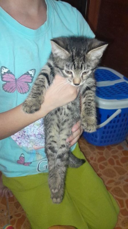 Котята 2 месяца девочки и мальчики Котята 2 месяца девочки и мальчики