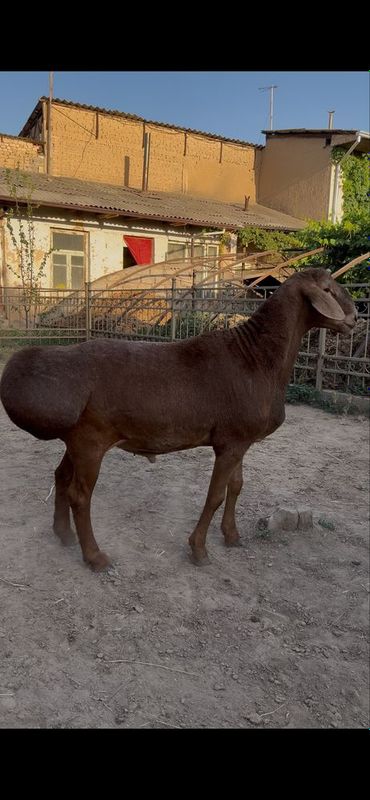 Qoʻy bor zot olishga zoʻrlaridan kimga kere boʻsa aloqaga chiqila Qoʻy bor zot olishga zoʻrlaridan kimga kere boʻsa aloqaga chiqila