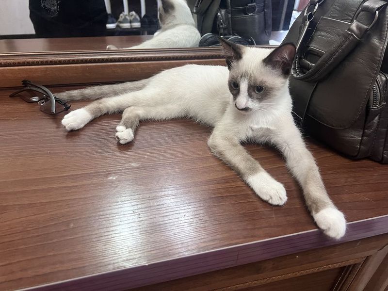 сиамский котенок сиамский котенок