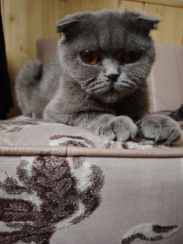 Кот скоттиш фолд Кот скоттиш фолд