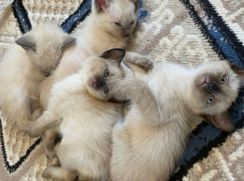 Сиамские котята мальчики Сиамские котята мальчики