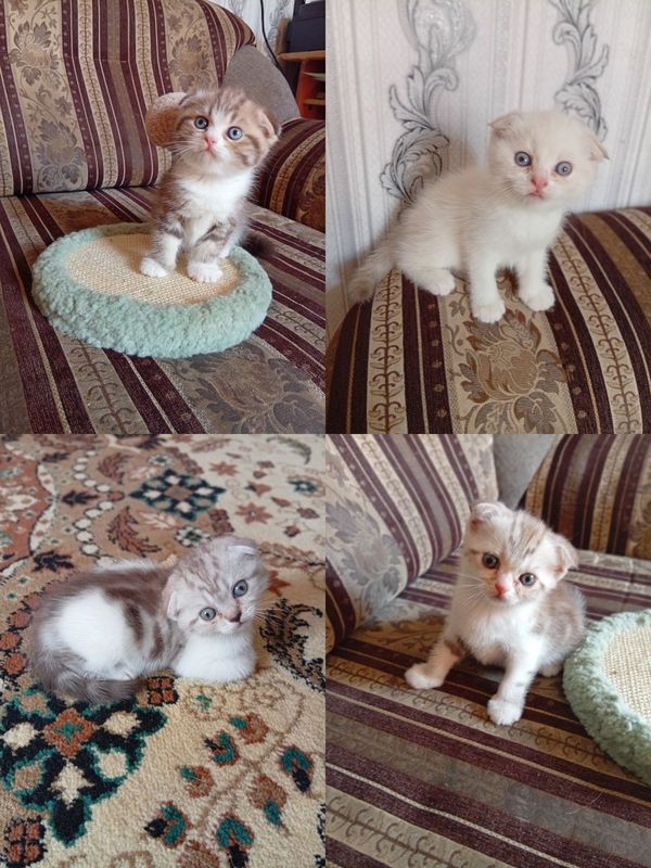 Продаются котята Продаются котята