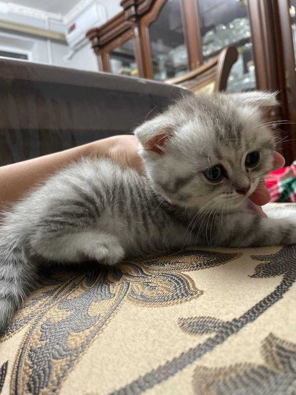 Котята скотиш фолд, скотиш страйт Котята скотиш фолд, скотиш страйт