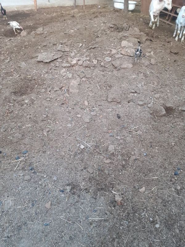 Kesak bepul 5 komaz Adres bõzi choyxona 14 uy Kesak bepul 5 komaz Adres bõzi choyxona 14 uy
