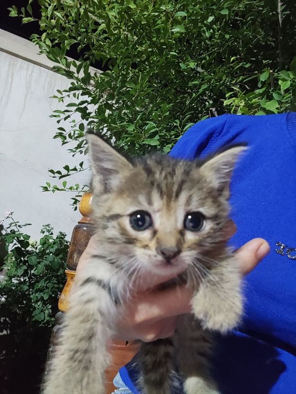 Котята 1.5 месяц