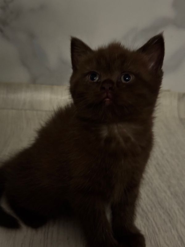 Продаются котята