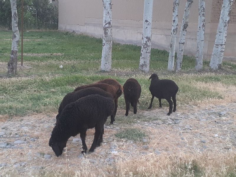 Quylar sotiladi 6 ta