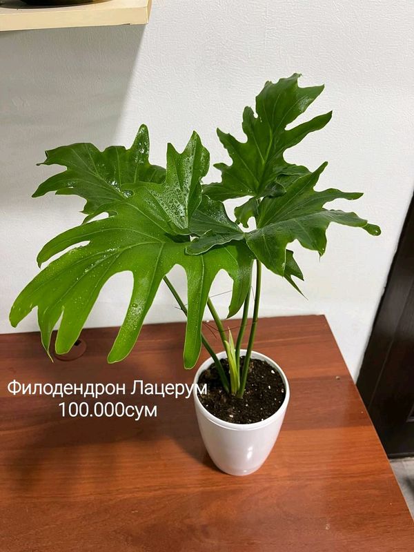 Комнатные растения Комнатные растения
