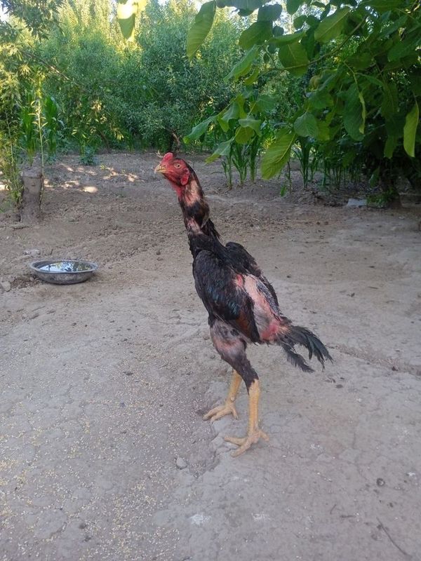 Dakang 1 yoshli zotdor