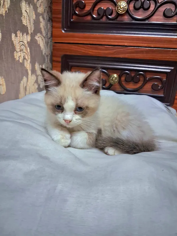 шатлански кошка, shatlanskiy mushuk шатлански кошка, shatlanskiy mushuk