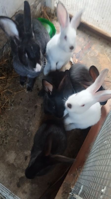 Quyon oyila xolasela bollari Quyon oyila xolasela bollari