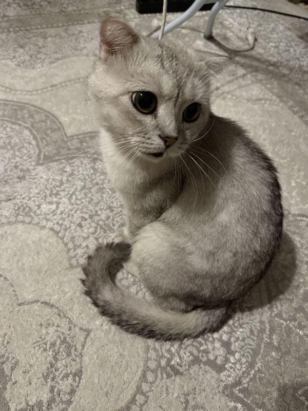 Серебристая шиншила Серебристая шиншила
