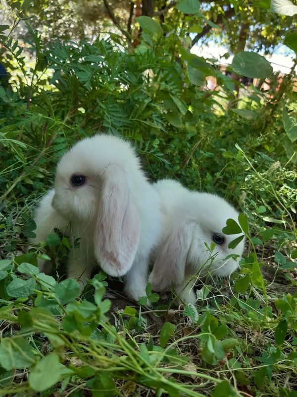 Mini lop dekarativni krolik Mini lop dekarativni krolik