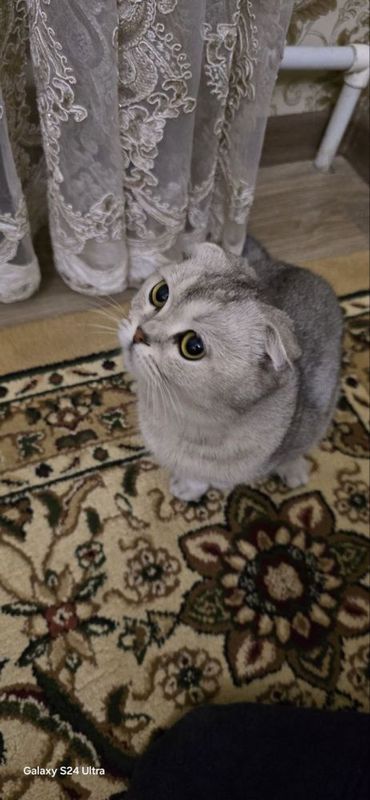 Scottish fold. . . . .