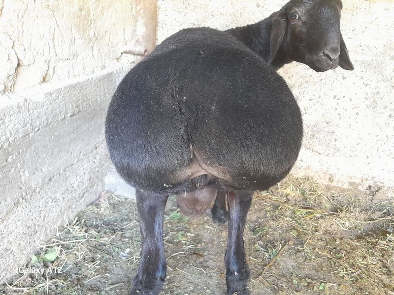 Qo‘chqor sotiladi Qo‘chqor sotiladi