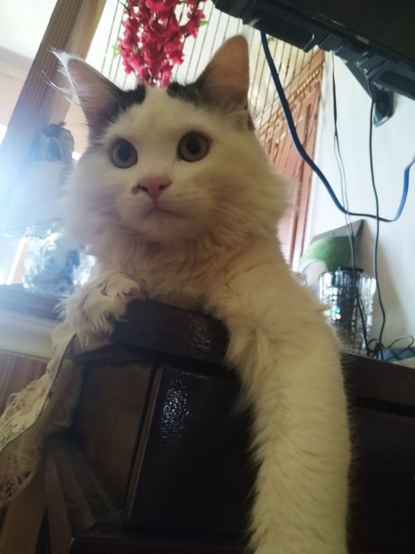 Отдам кота в хорошие руки Отдам кота в хорошие руки