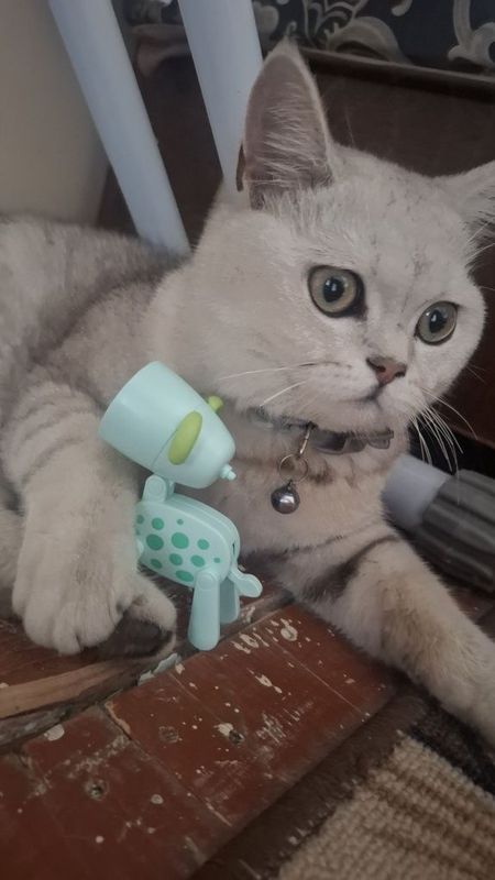 Mushuk sotiladi zotli