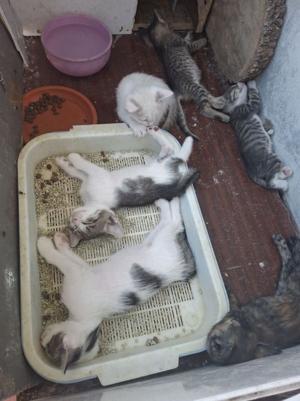 В хорошие руки отдам кошек красивые кошки В хорошие руки отдам кошек красивые кошки