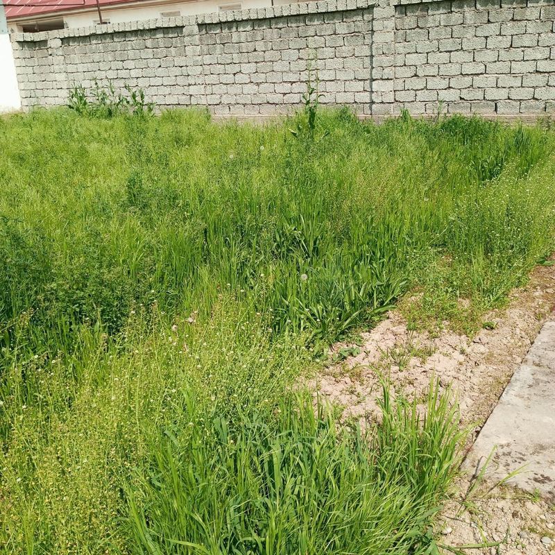 12 sotix uchastka sotiladi