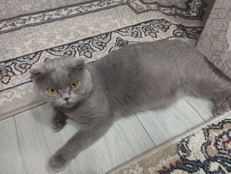 Скоттиш фолд с тремя котятами срочно!у ребенка аллергия Скоттиш фолд с тремя котятами срочно!у ребенка аллергия