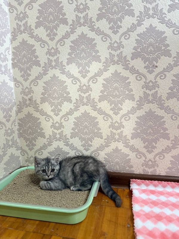 Шатланка праяма уха Шатланка праяма уха