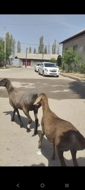 Ona bola hisobida sotiladi solula bug'oz Ona bola hisobida sotiladi solula bug'oz