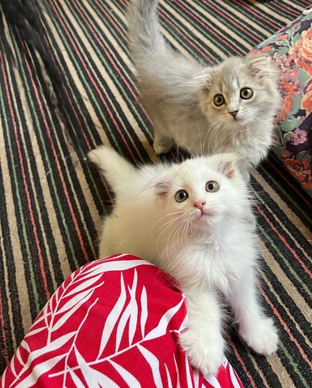 Продаётся котёнки Продаётся котёнки