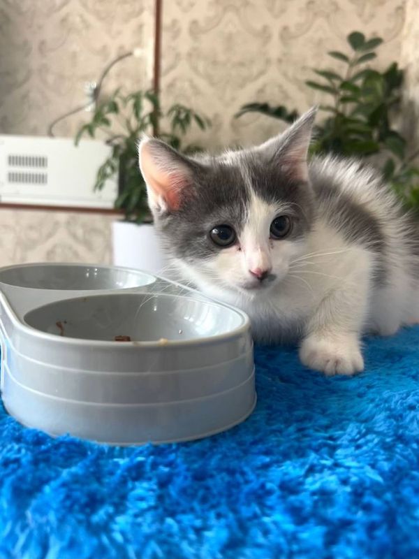 Котенек новорожденый Котенек новорожденый