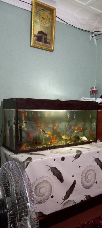 200litrlik akvarium 200litrlik akvarium