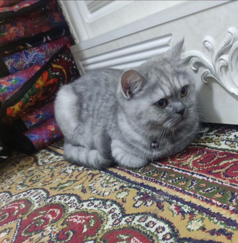 Ona mushuk sotiladii Ona mushuk sotiladii