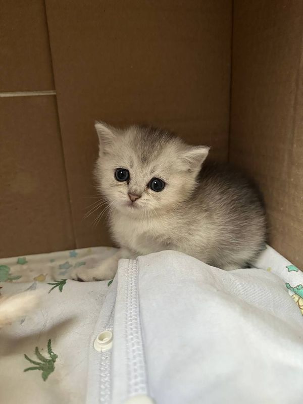 Котята британской шиншиллы Котята британской шиншиллы
