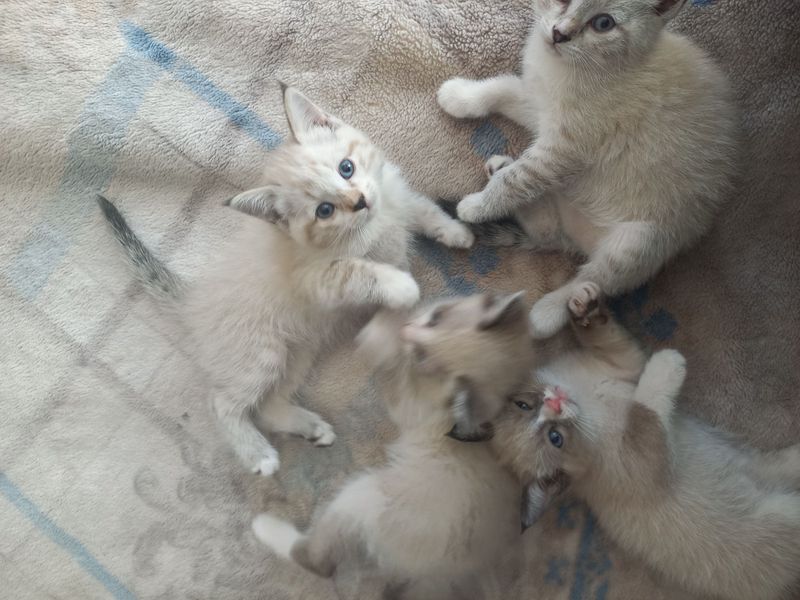 Продаются котята сиамской породы смешанной породы Умные кошки, которые Продаются котята сиамской породы смешанной породы Умные кошки, которые
