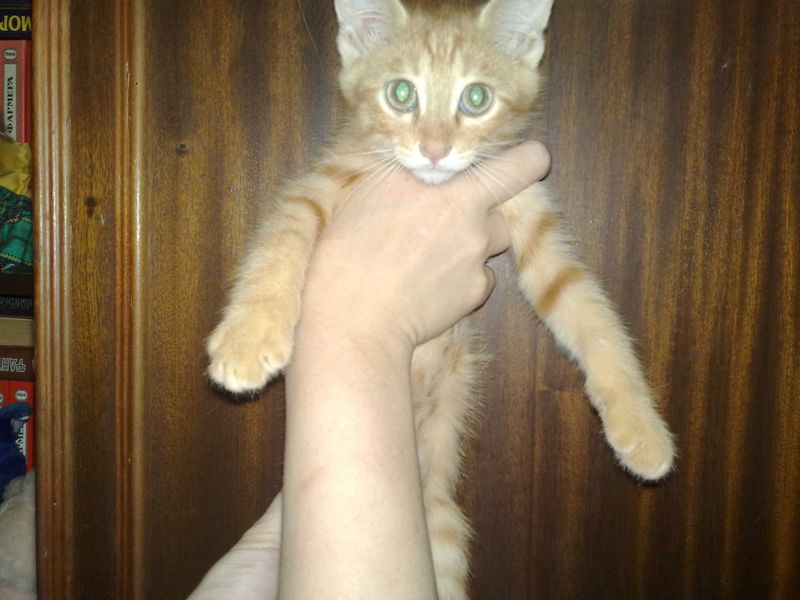 Ласковые домашние котята, 3 месяца. Ласковые домашние котята, 3 месяца.