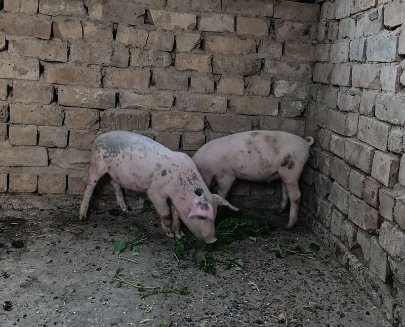 Продам 1 кабанчика и 1 свинку