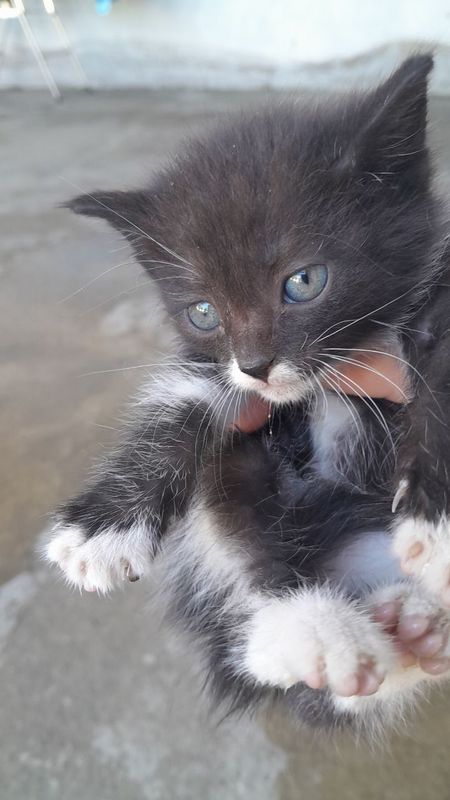 Котята красивые местные Котята красивые местные