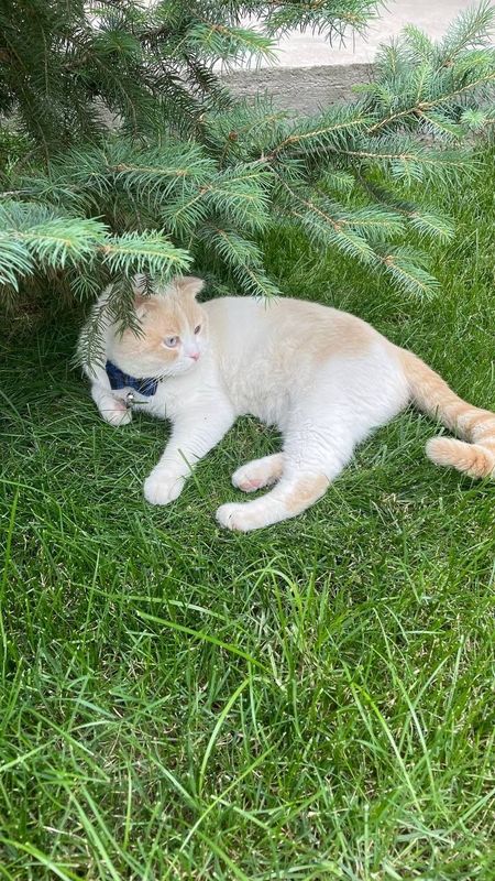 Шотландская веслаухий кот Шотландская веслаухий кот