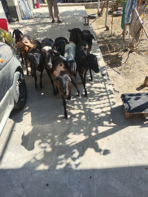Toqli qozilar sotiladi. Toqli qozilar sotiladi.