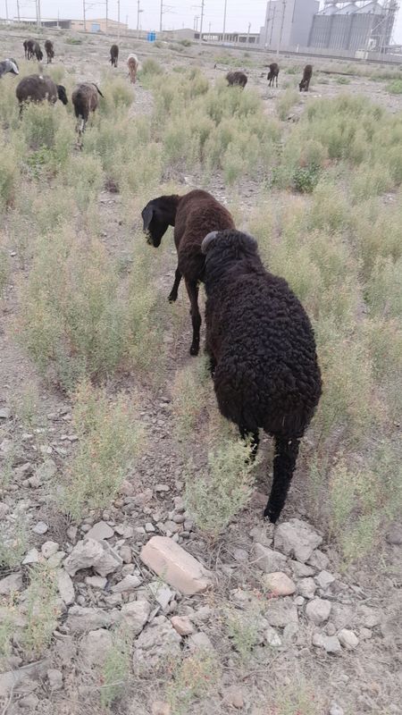 Она бало куй боласи кучкор нархи келишинилади Она бало куй боласи кучкор нархи келишинилади