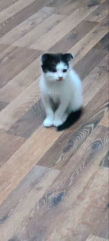 котята скоттиш фолд