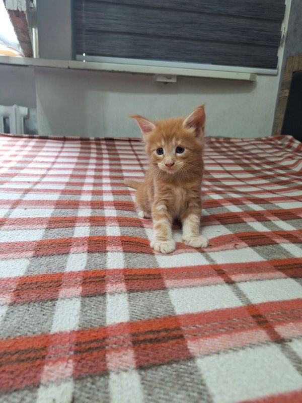 Котята породы Мейн-кун, раннее бронирование! Котята породы Мейн-кун, раннее бронирование!