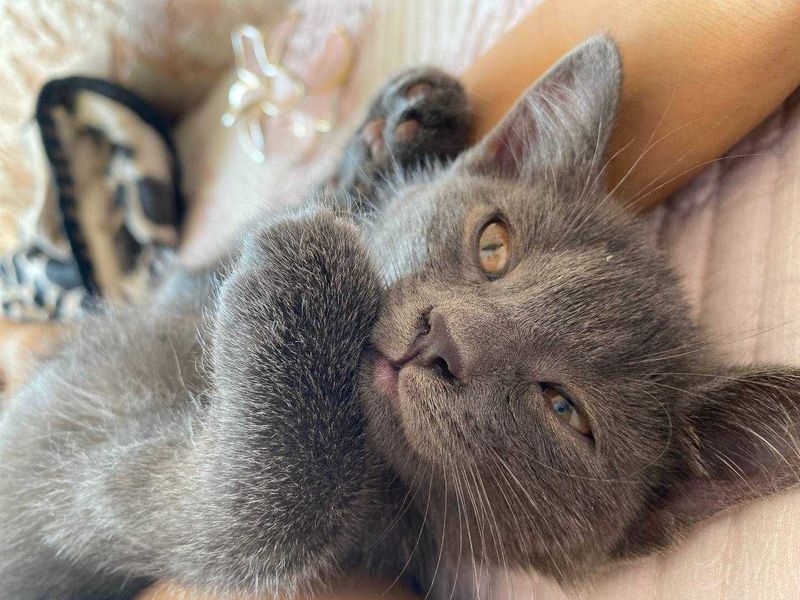 Продаются котята Веслоухие