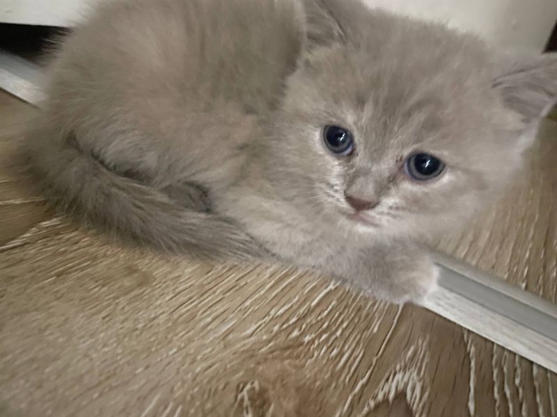 Купить кошку в цена договорная только в хорошие руки Купить кошку в цена договорная только в хорошие руки