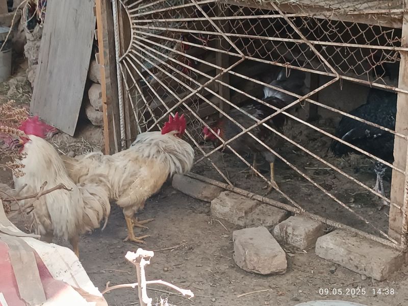 Xurozlar sotiladi uyda boqilgan Xurozlar sotiladi uyda boqilgan